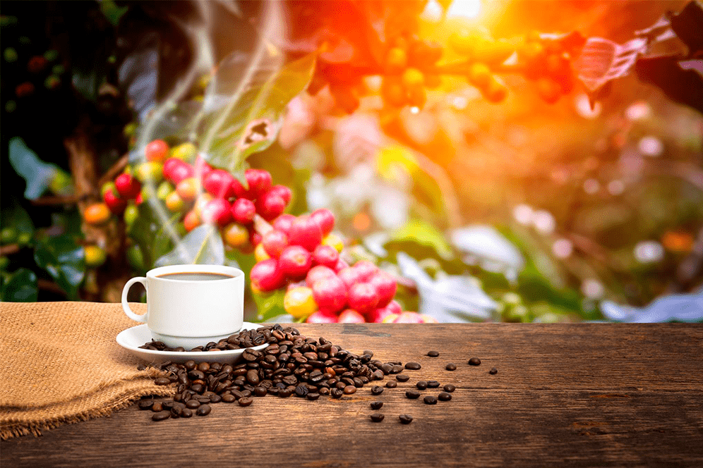 Que Café disfrutas y cual beneficio probar Apasionados por el Café