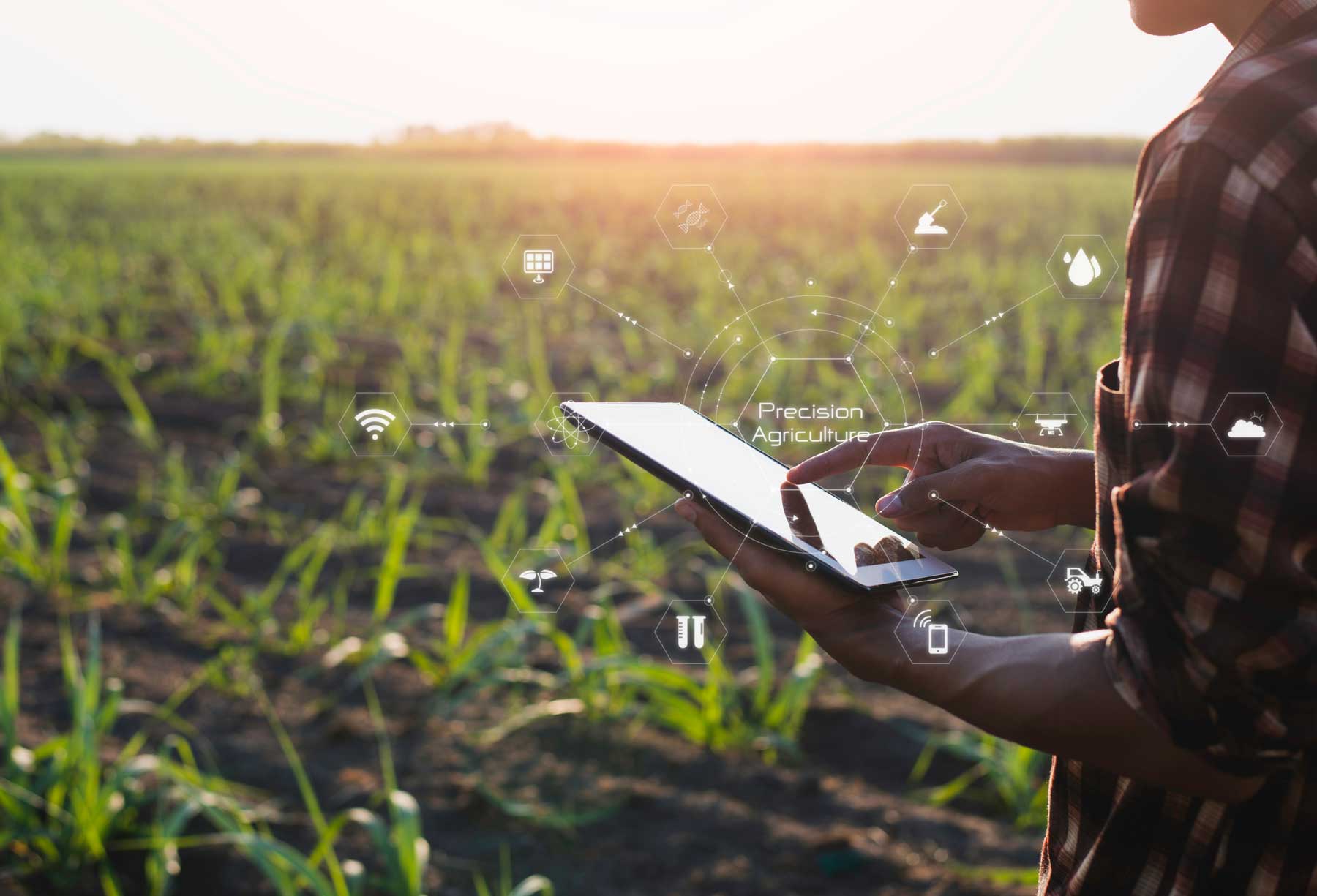 Método para el cultivo de café agricultura de precisión