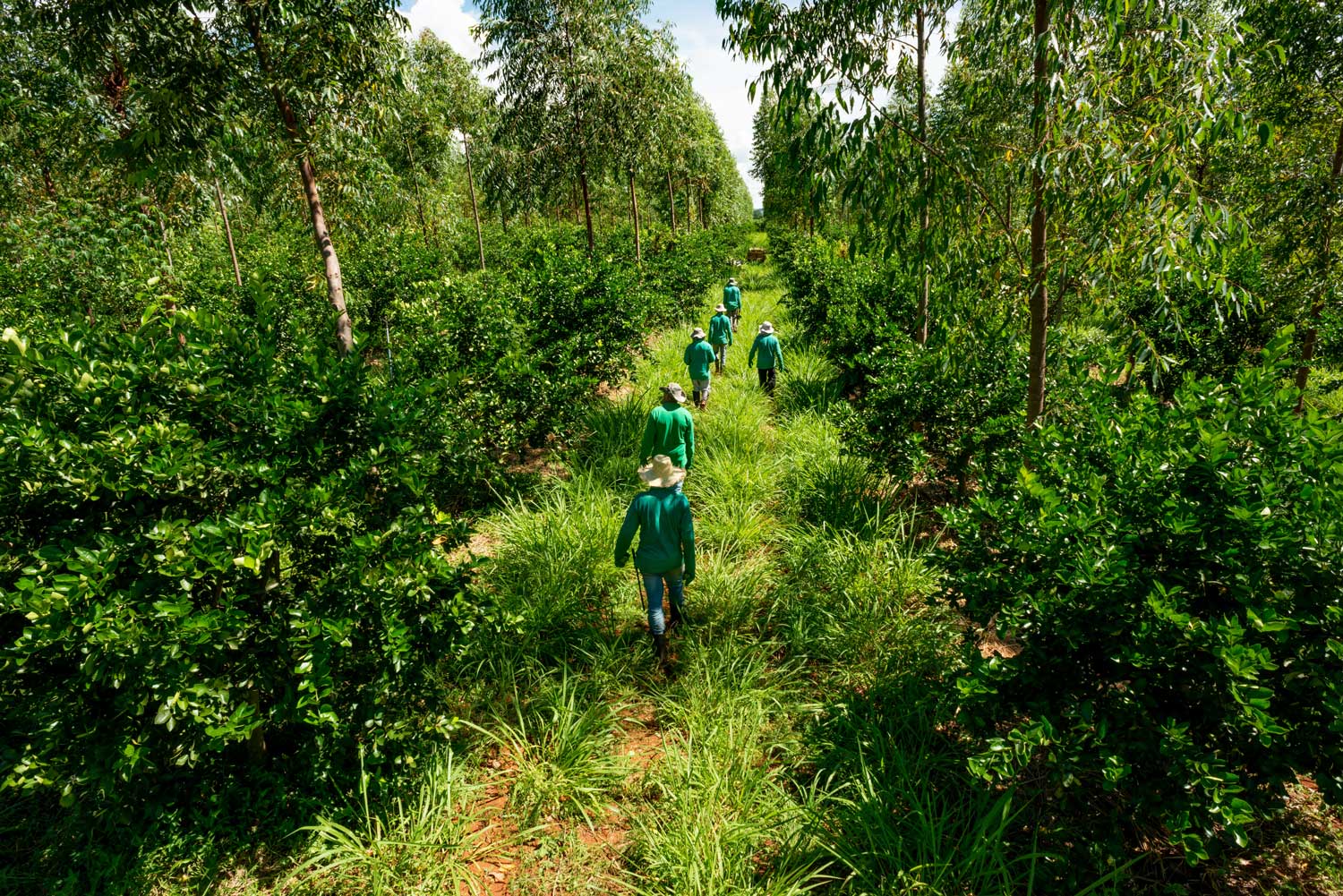 Método para el cultivo de café agroforestería