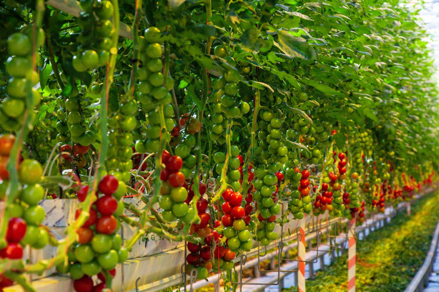 Método para el cultivo de café hidropónico