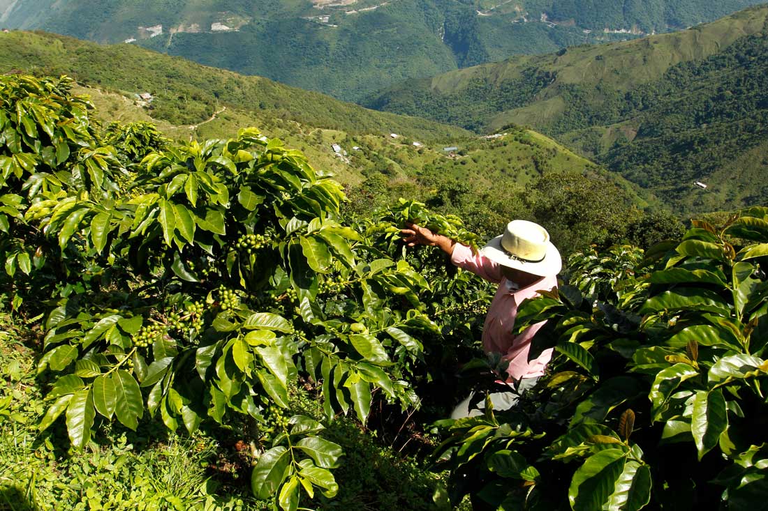 Proceso del café en su fase de recolección