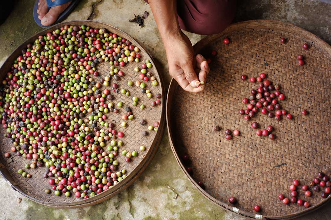 Proceso del café selección del café