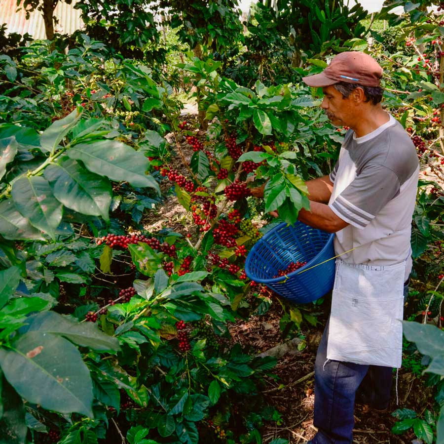 Finca El Injerto